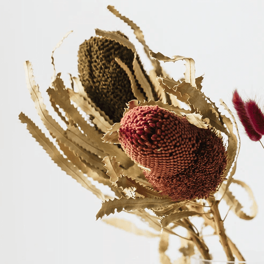 Dried Bunny Tail Grass