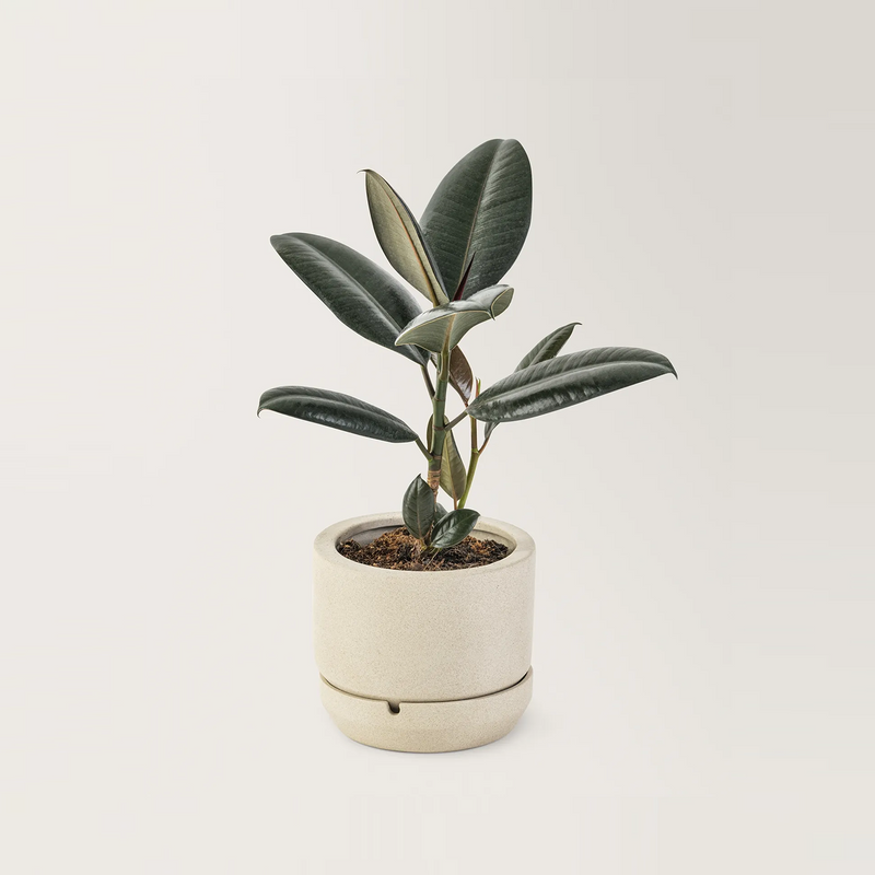 Rubber Plant