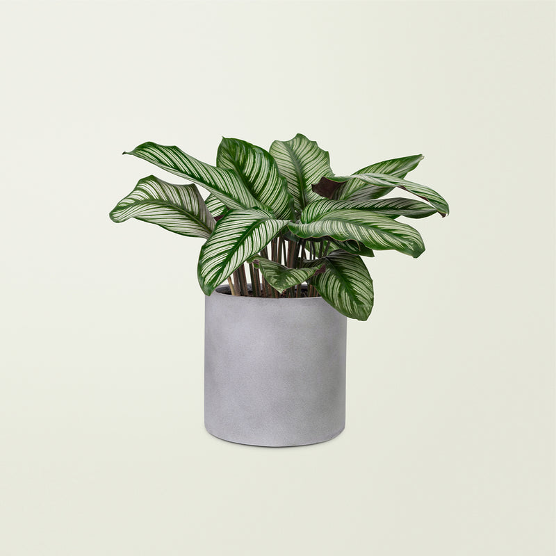 Calathea Plant
