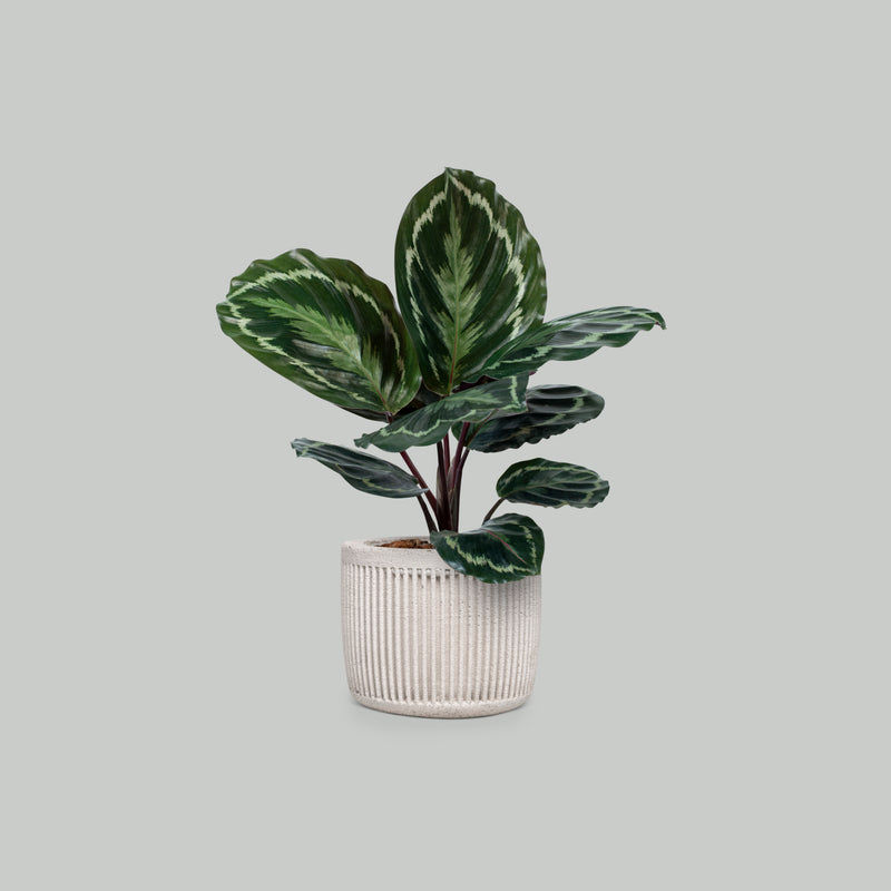 Calathea Plant