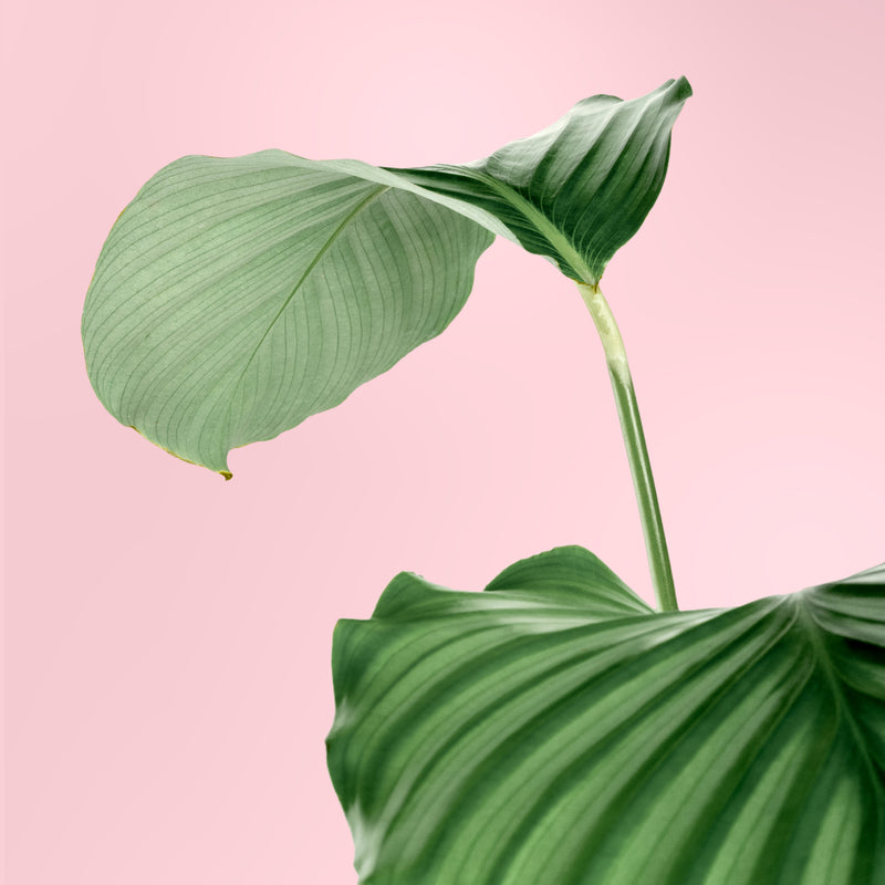 Calathea Plant
