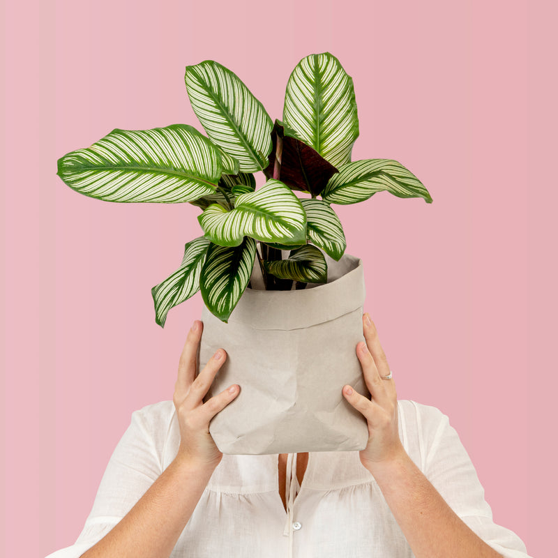 Calathea Plant