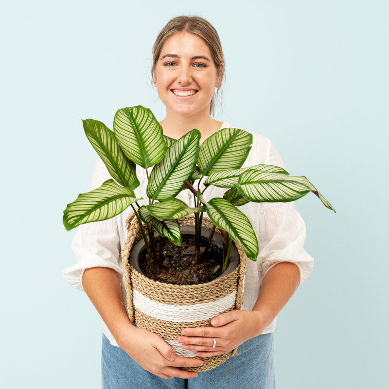 Calathea Plant