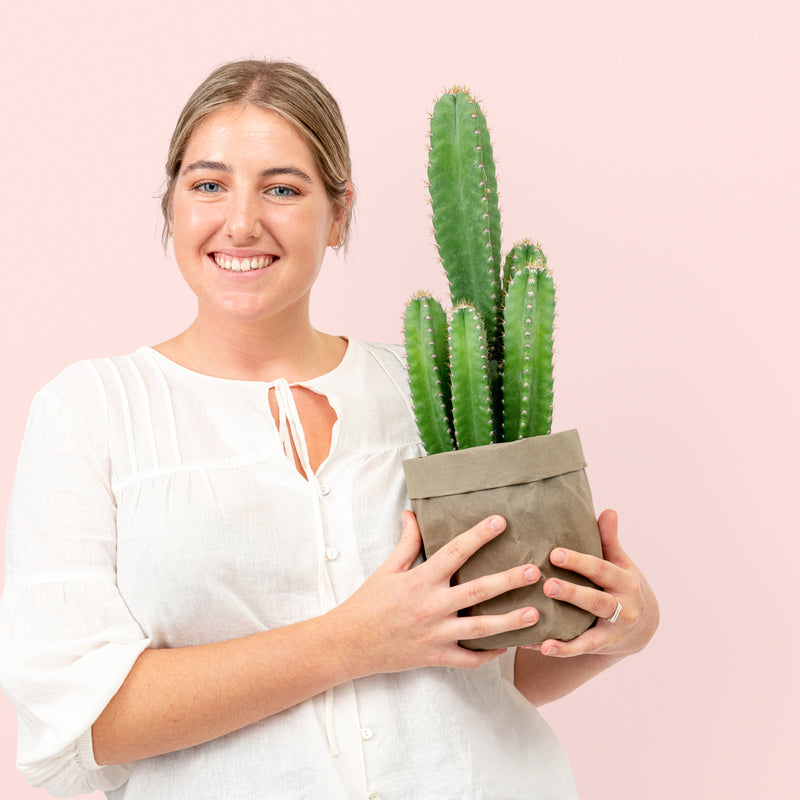 Cereus Cactus