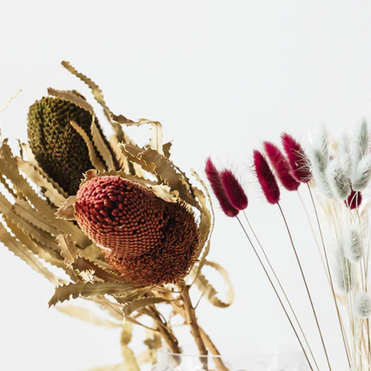 Dried Bunny Tail Grass