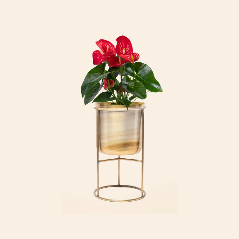 Red Anthurium