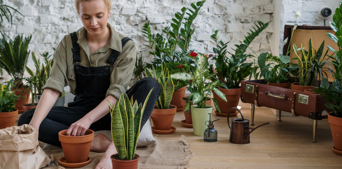 Plant propagation for re-growing beautiful plants!