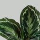 Calathea Plant