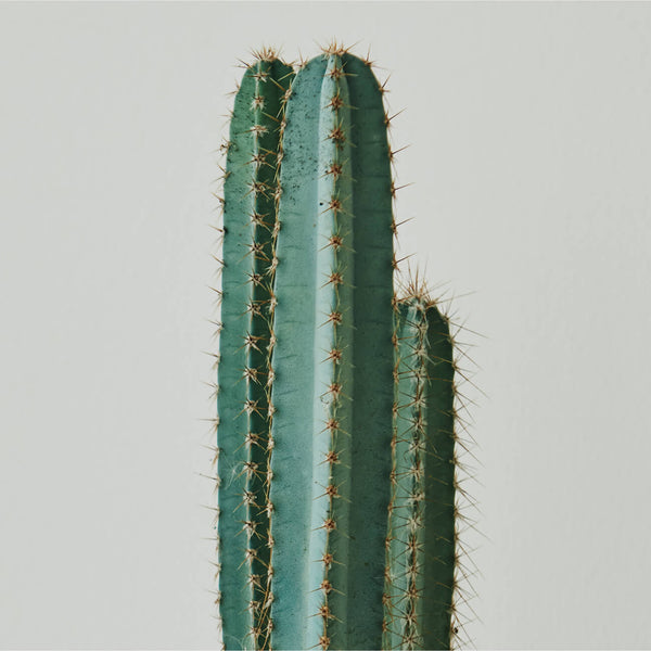 Cereus Cactus