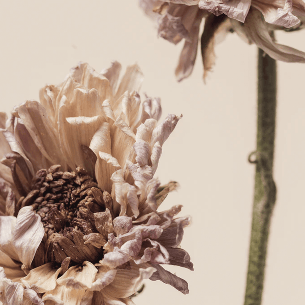 Dried Chrysanthemum Flower