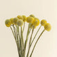 Dried Yellow Pom Poms