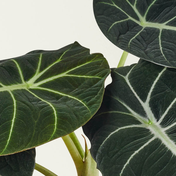 Elephant's Ear (Alocasia)