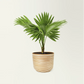 Fan Palm Plant