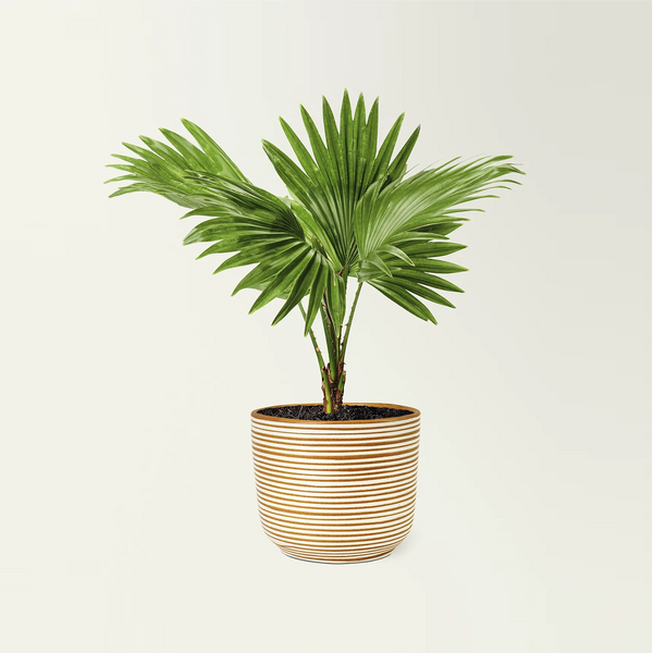 Fan Palm Plant