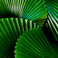 Fan Palm Plant