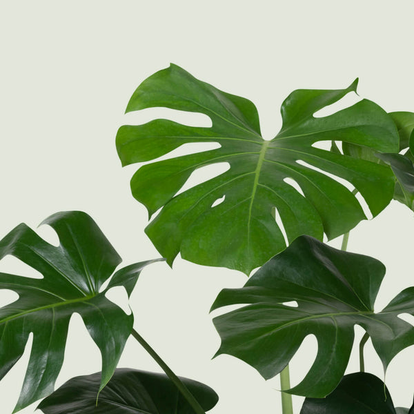 Monstera Plant