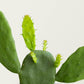 Opuntia Cactus