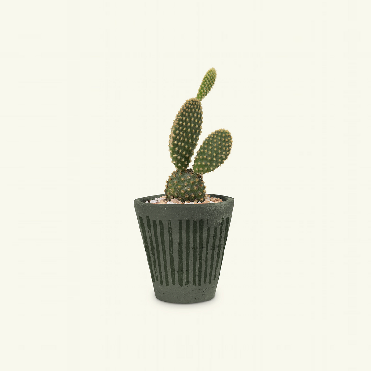 Opuntia Cactus