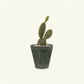 Opuntia Cactus