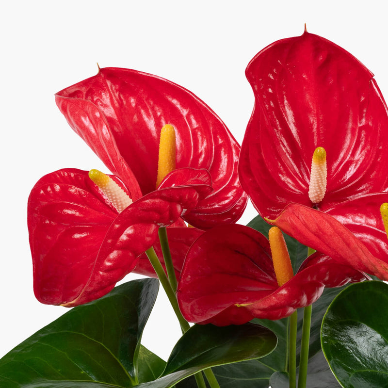 Red Anthurium