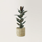 Rubber Plant