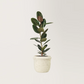 Rubber Plant
