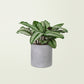 Calathea Plant
