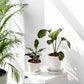 Calathea Plant