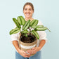 Calathea Plant