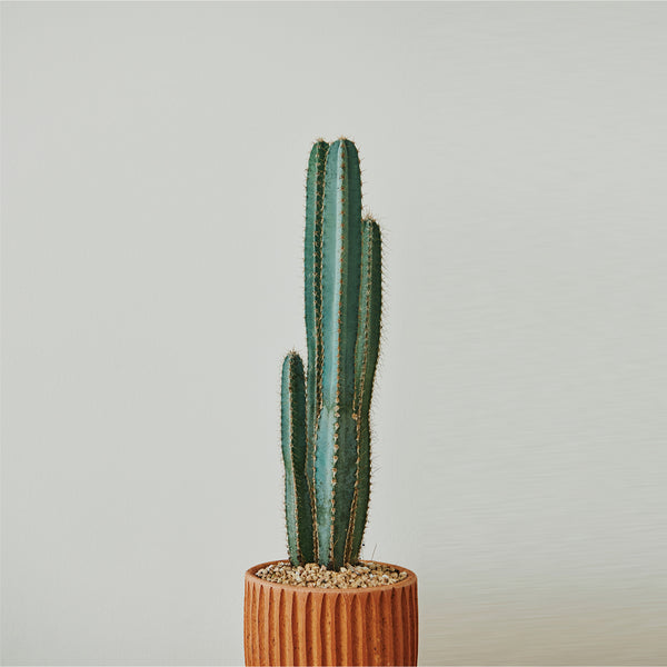 Cereus Cactus