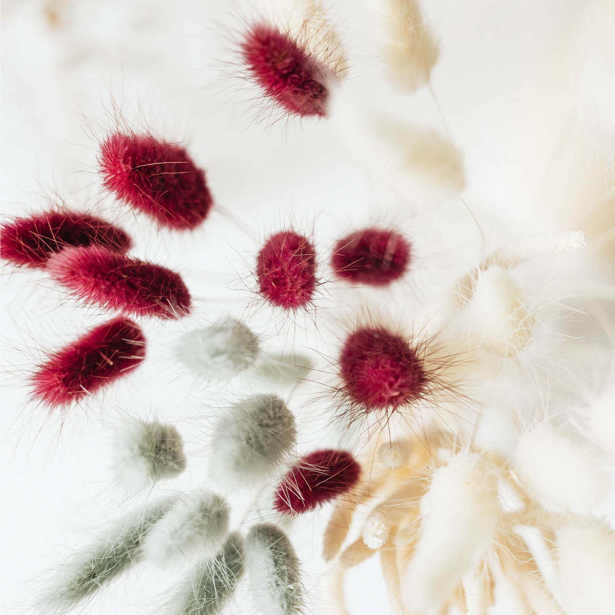 Dried Bunny Tail Grass