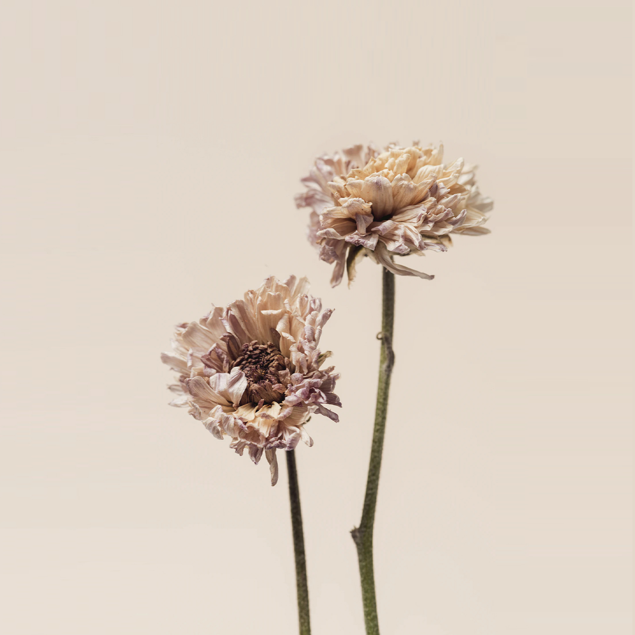 Dried Chrysanthemum Flower