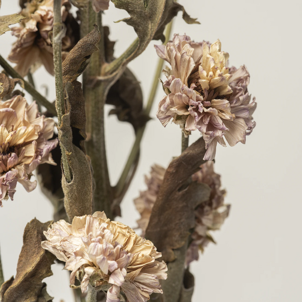 Dried Chrysanthemum Flower