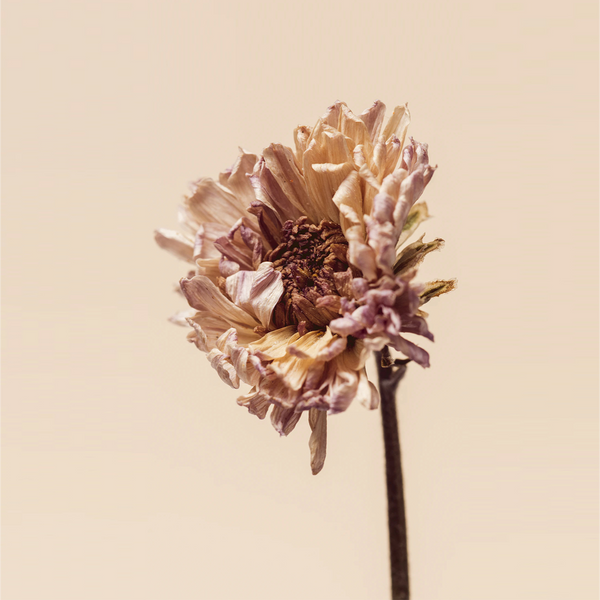 Dried Chrysanthemum Flower