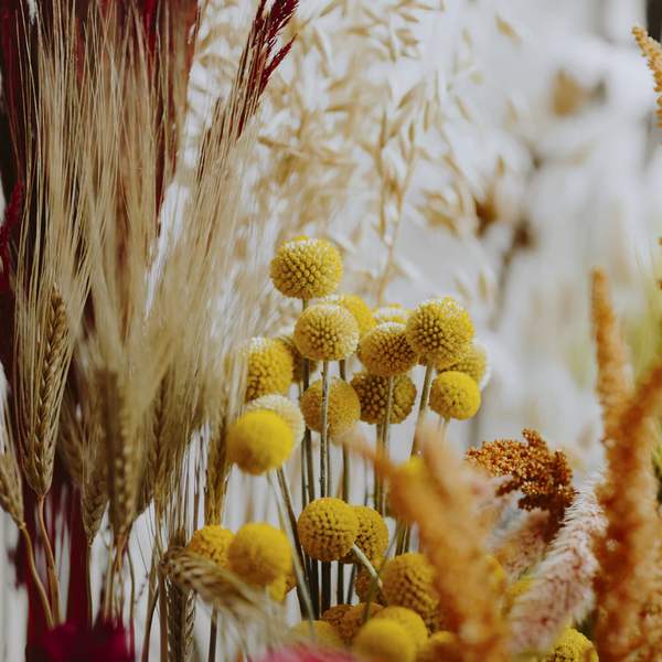 Dried Yellow Pom Poms