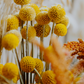 Dried Yellow Pom Poms