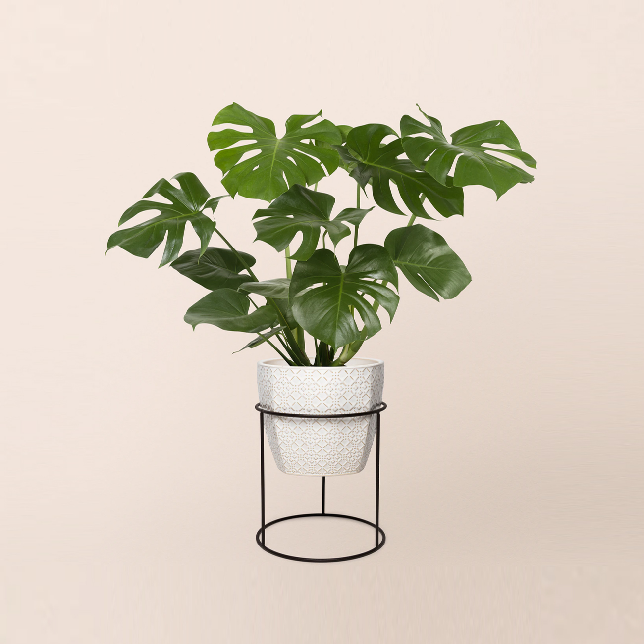 Minimal Plant Stand