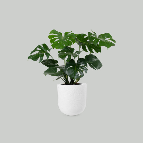 Monstera Plant