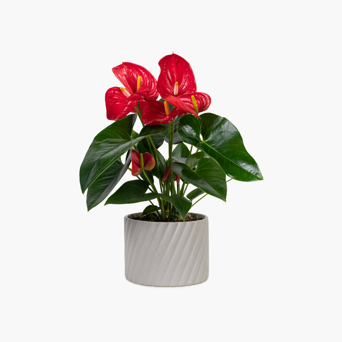 Red Anthurium