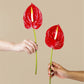 Red Anthurium