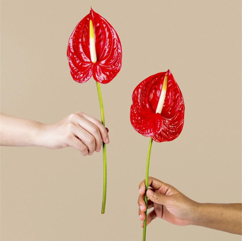 Red Anthurium
