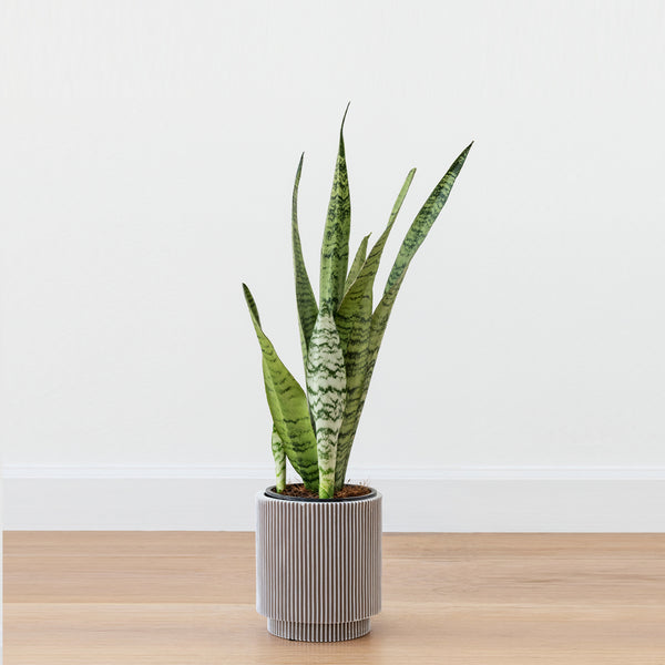 Snake Plant