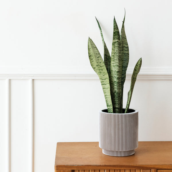 Snake Plant