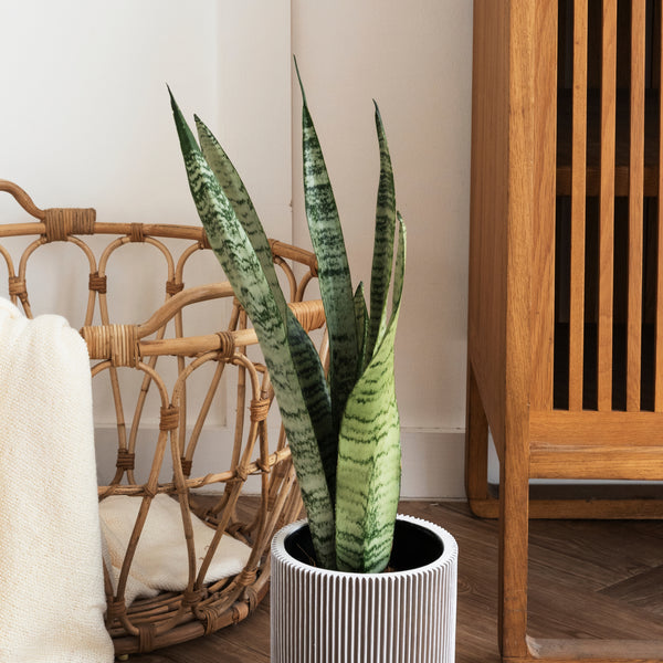 Snake Plant