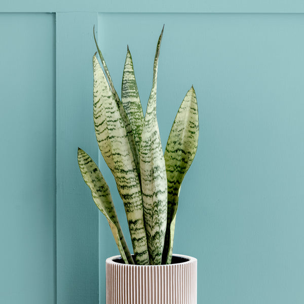 Snake Plant