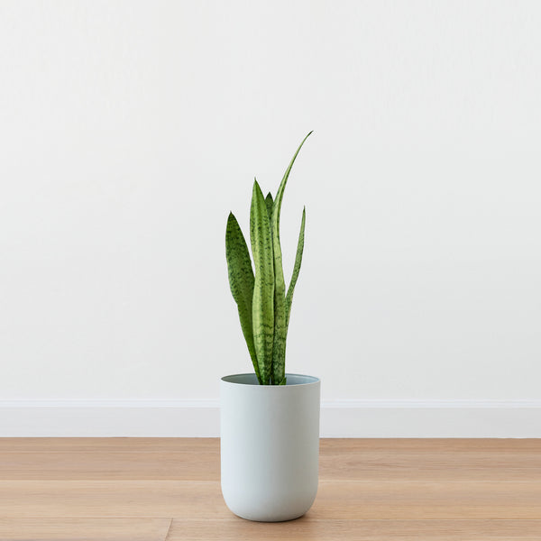 Snake Plant