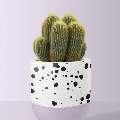 Terrazzo Pot